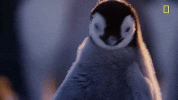 Baby Penguin GIFs - Find & Share on GIPHY