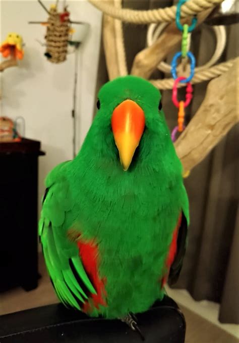 Puffy cheeks alert! : r/parrots