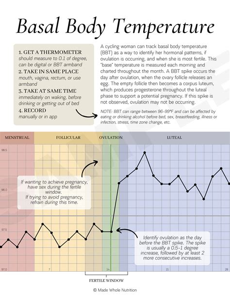 Basal Body Temperature Handout — Functional Health Research Resources