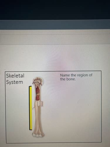 Skeletal System Flashcards Quizlet