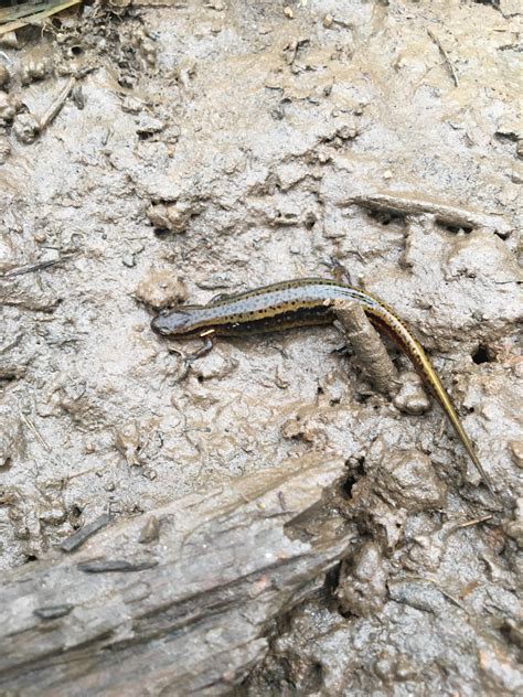 Hi Im New Here Is This A Newt Or A Salamander I Dont Know If It Is