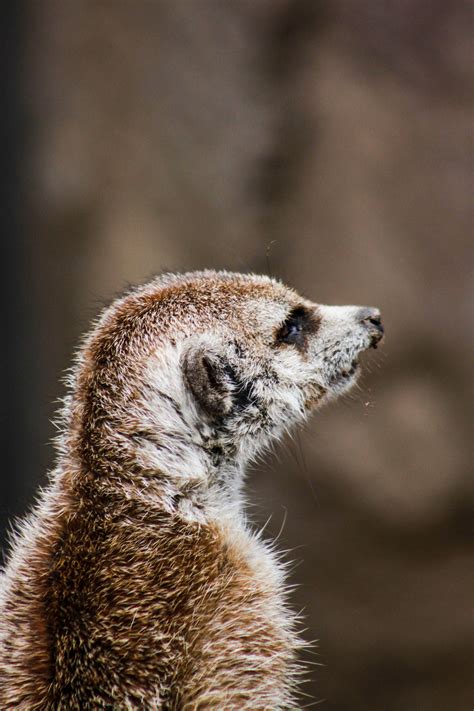 fotos gratis meerkat vertebrado mamifero fauna silvestre animal