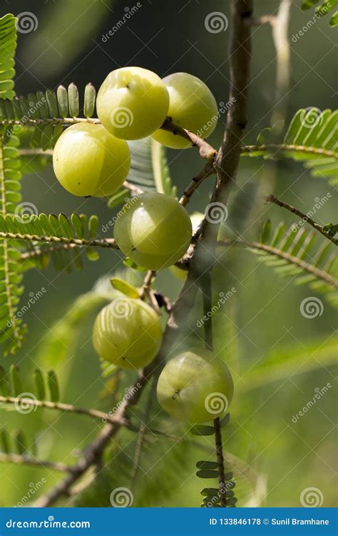 Indian Gooseberry Phyllanthus Emblica On The Tree Stock Photo Image