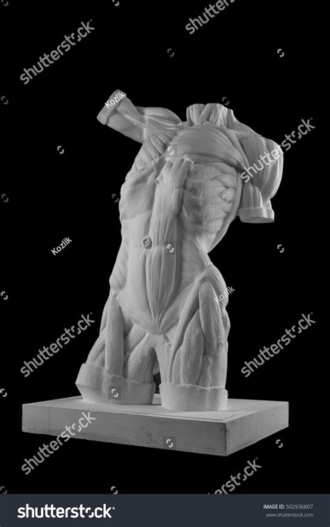 Plaster Statue Naked Man Torso Anatomical Stock Photo 502936807 Shutterstock