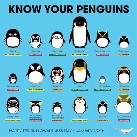 How to identify different penguins : r/coolguides