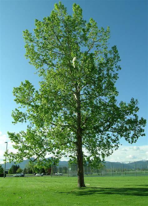 Montanas State Tree