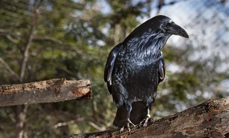 Discover The Fascinating World Of The Raven Bird: Facts, Diet, Habitat And Pictures