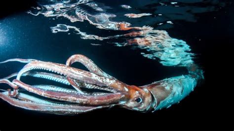 Diver Captures Stunning Photos Of Rare 8 Foot Giant Squid