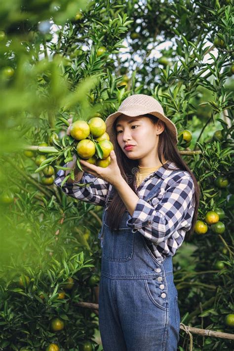 Young Attractive Asian Woman Harvesting Orange Fruit In Organic Farm