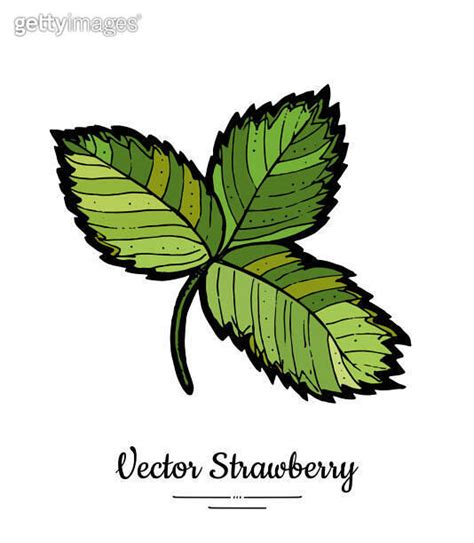 Strawberry Leaves Vector Isolated Green Leaf Hand Drawn Illustration