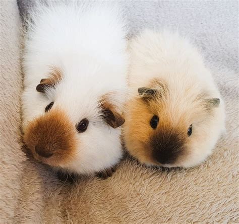 CH Teddys | Flauschball.com