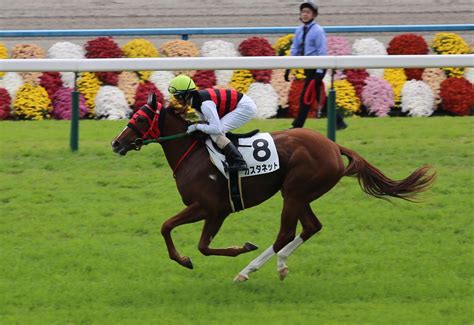 ここがおすすめ！京都競馬場での現地観戦方法 馬キチ競馬馬キチ競馬