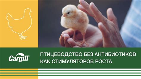 Птицеводство без антибиотиков как стимуляторов роста - YouTube