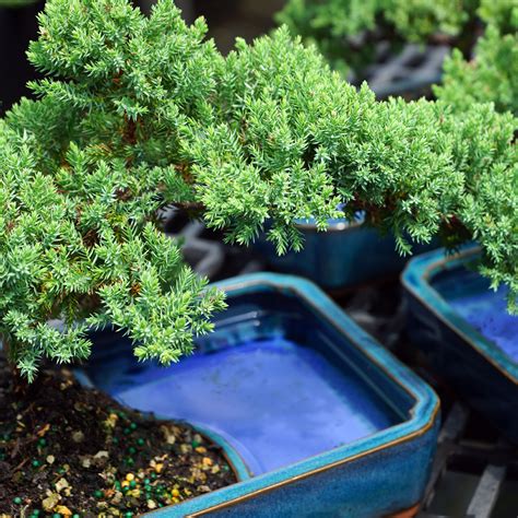 Green Mound Juniper Procumbens Nana Outdoor Bonsai 8 10 Brussels