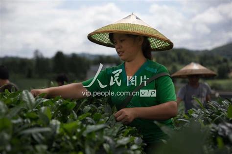 贵州遵义：茶叶丰收 人民图片网