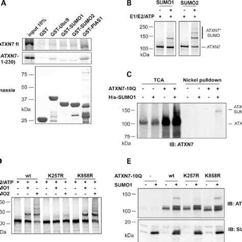 SUMOylation Does Not Influence The Subcellular Localization Of ATXN7