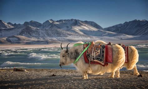 Yak vs Bison: 4 Key Differences Explained - A-Z Animals