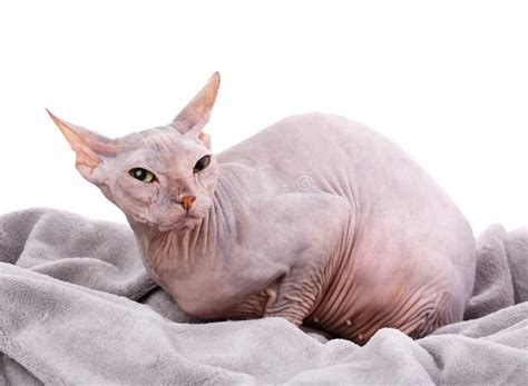 Bald Cat Cat Of Breed Sphinx Naked Cat Stock Photo Image Of Portrait Playful 127365770
