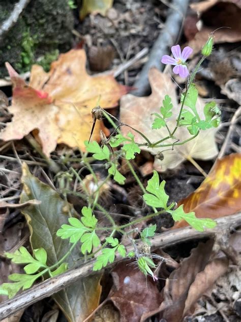 Herb Robert From New Campus Dr Brockport Ny Us On October At