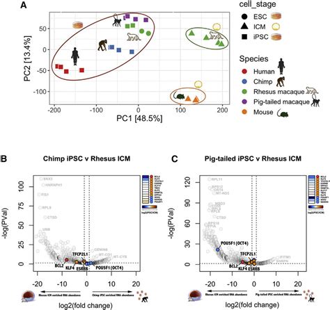 Analysis Of Primate Ipscs And Rhesus Macaque Icm Transcriptome Profiles