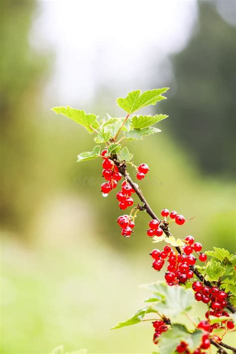 Red Currant In A Summer Garden Ribes Rubrum Plant With Ripe Red