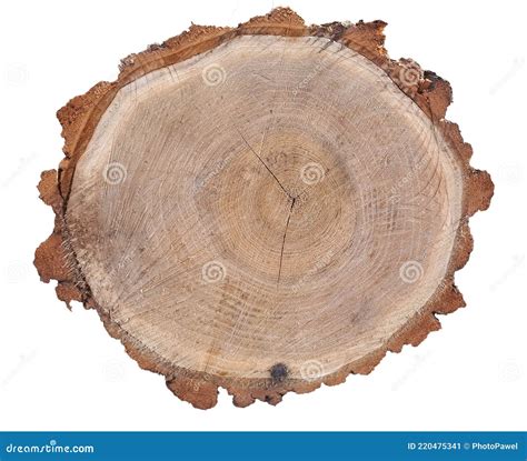 Cross Section Of Tree Trunk Isolated On White Stock Image Image Of