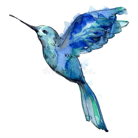 Pássaro De Colibri Ilustração Brilhante Do Vetor Do Pássaro Exótico Do