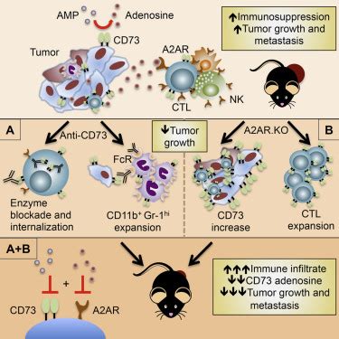 Co Inhibition Of Cd And A Ar Adenosine Signaling Improves Anti Tumor