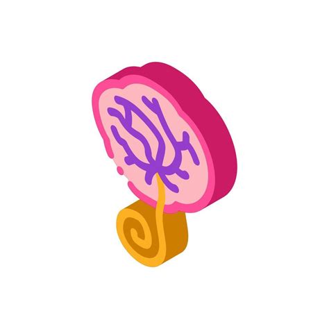 Placenta Human Isometric Icon Vector Illustration Color Vector