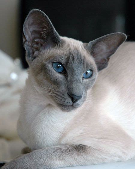 a siamese cat with blue eyes laying down