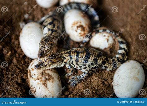 Two Little Baby Crocodiles Are Hatching From Eggs Stock Photo Image