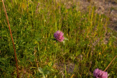 Red-Clover Images – Browse 61 Stock Photos, Vectors, and Video | Adobe ...