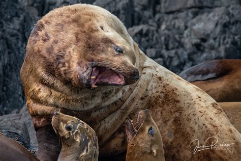 Steller Sea Lion Haulout | Gwaii Haanas National Park Reserve, British Columbia | Jens Preshaw ...