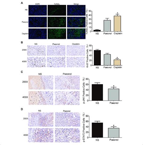 Paeonol Inhibits Tumor Cell Growth And Reduces The Activation Of Download Scientific Diagram