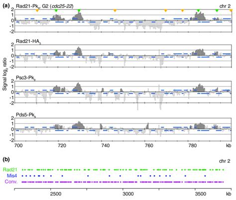 Cohesin Binding To A Subset Of Convergent Sites Along Fission Yeast