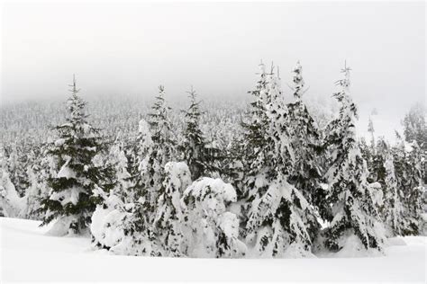 Snowy landscape stock photo. Image of landscape, bright - 8421890