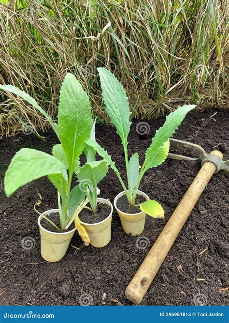 Young Artichoke Seedlings for Planting in the Vegetable Garden
