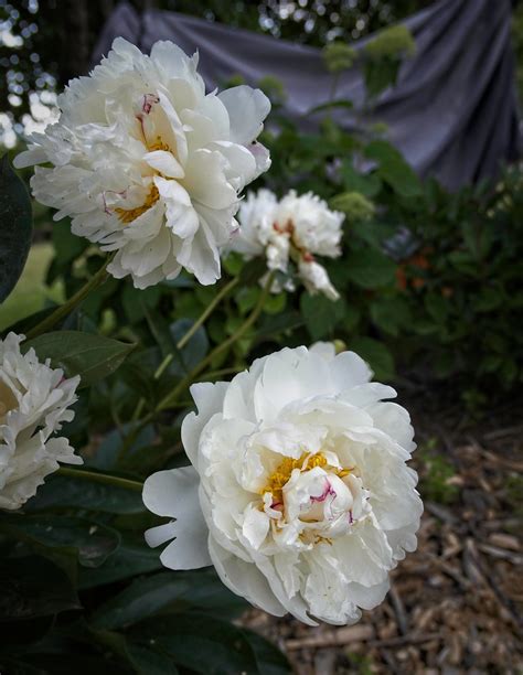 Peony Adolphe Rousseau 23W24 Lactiflora F2 Peony Adolp Flickr