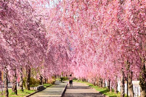 Best Cherry Blossom Spots in Tohoku - Japan Web Magazine