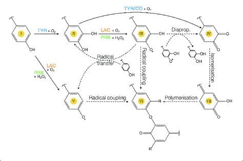 | Classical reactions catalysed by PPOs (CO, catechol oxidase; TYR ...