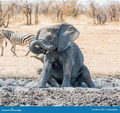 Elephant Mud Bath stock image. Image of savanna, pachyderm - 109011703