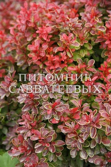 Барбарис Тунберга "Адмирейшн" 🌿 по цене от 7400 ₽ купить саженцы в ...