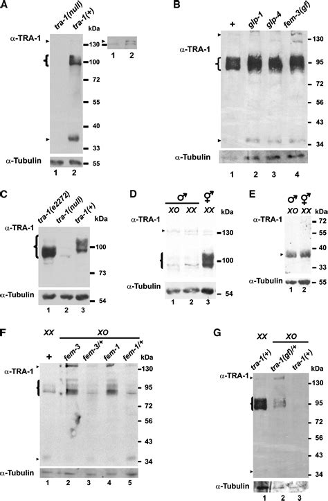 The C Elegans Sex Determining GLI Protein TRA 1A Is Regulated By Sex