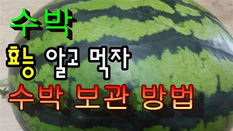 수박의 놀라운 효능👍혈관질환예방👍이뇨작용👍다이어트최고👍수박 랩으로 보관 하세요 큰일납니다 💖 Youtube