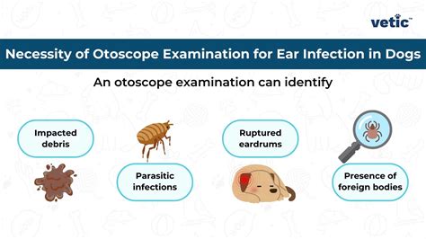 Ear Infection In Dogs Causes Signs Treatment And Prevention