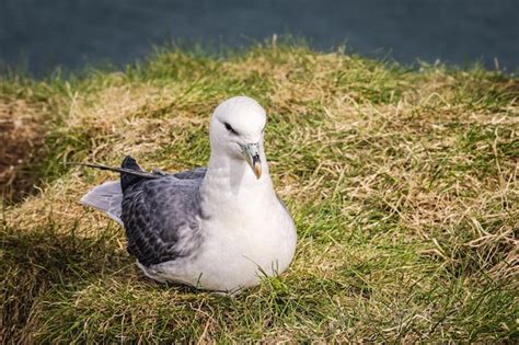 Premium Photo | Northern fulmar fulmarus glacialis nesting on the ...