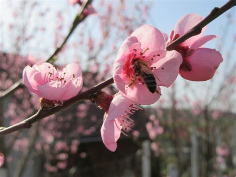 Free Images Sky Flower Petal Bloom Pollination Spring Produce