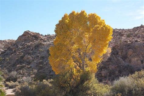 Populus Fremontii Western Cottonwood