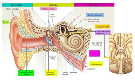 Human ear diagram - Graph Diagram