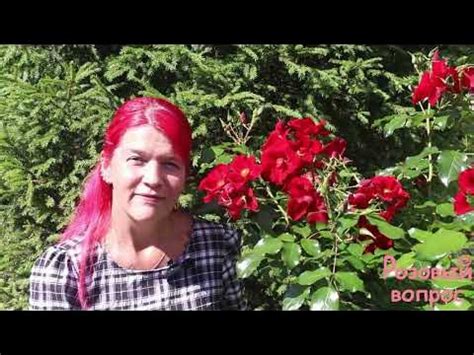Роза Ла Росса Первое цветение - YouTube